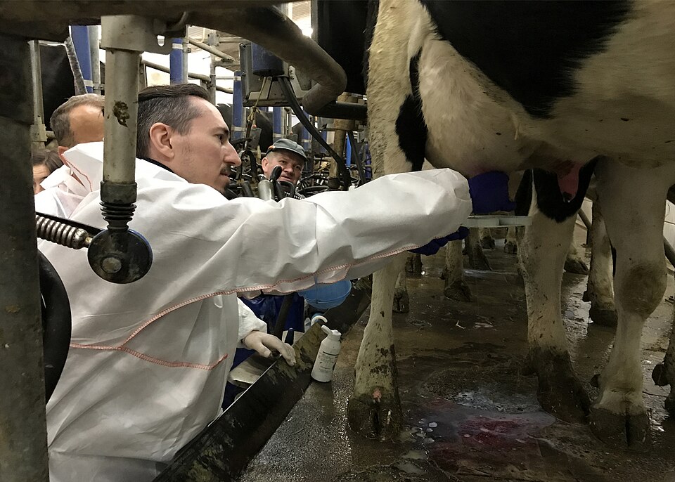 Mastitis (udder infection)