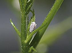 Mealybug in orchard fruit crops