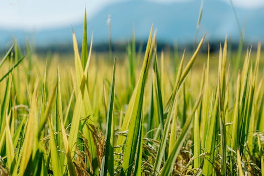 Zinc Deficiency in Paddy