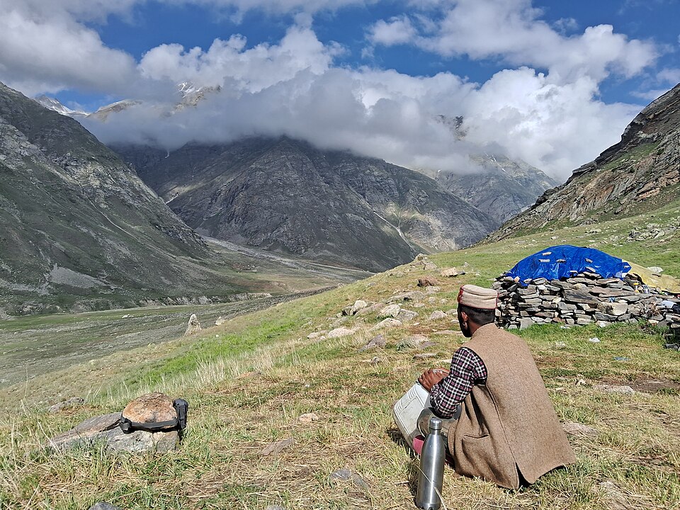 Migratory (transhumant) sheep grazing