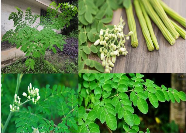 Moringa (drumstick) leaf powder