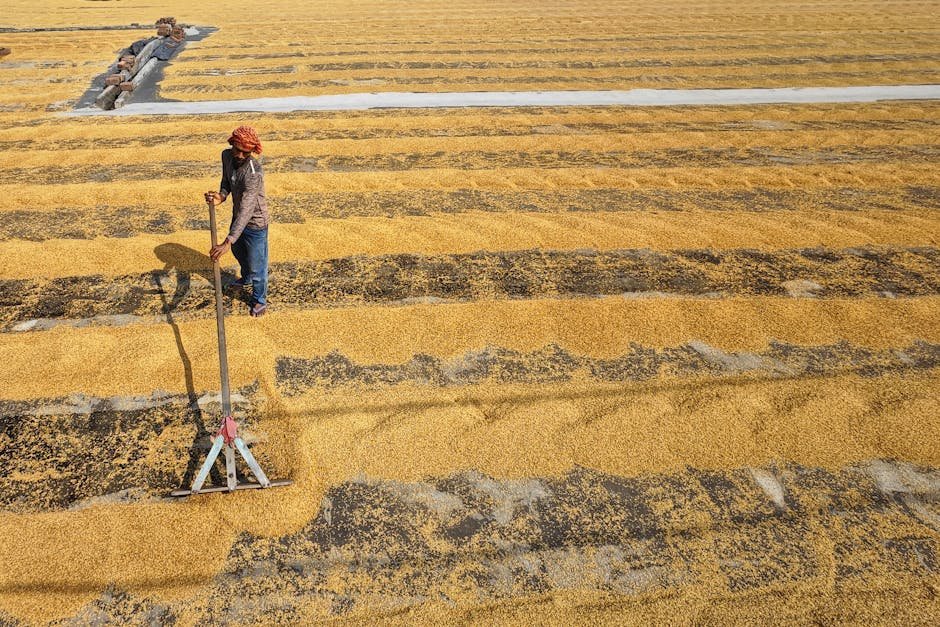 MSP 23 notified crops coverage list