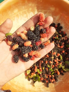 Mulberry fruit cultivation (table berry)