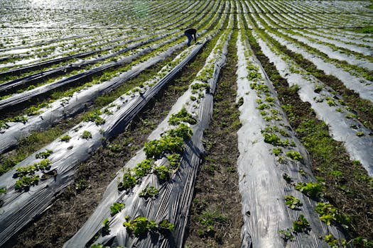 Mulching sheet + drip fertigation for loose-flower crops