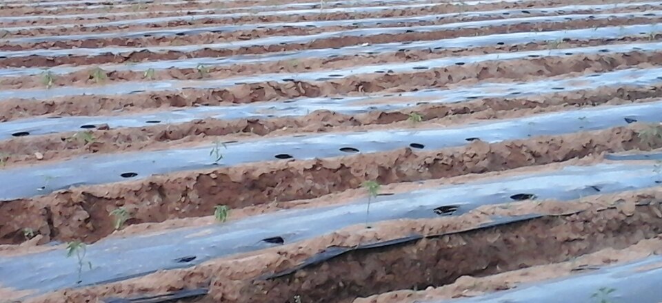 Plastic mulching in vegetables