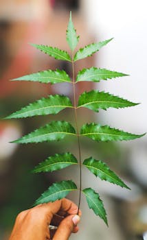 Neem cake