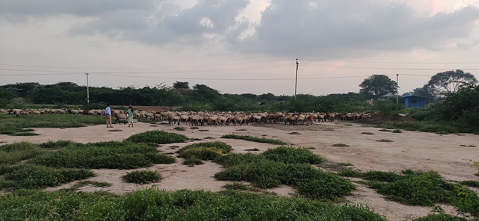 Nellore sheep