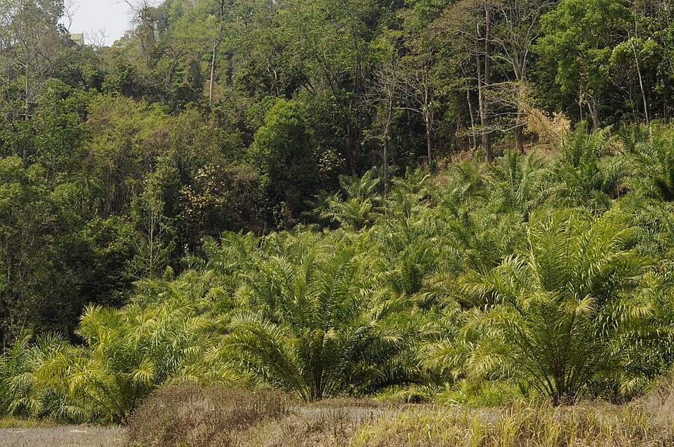 Oil palm cultivation (FFB production)