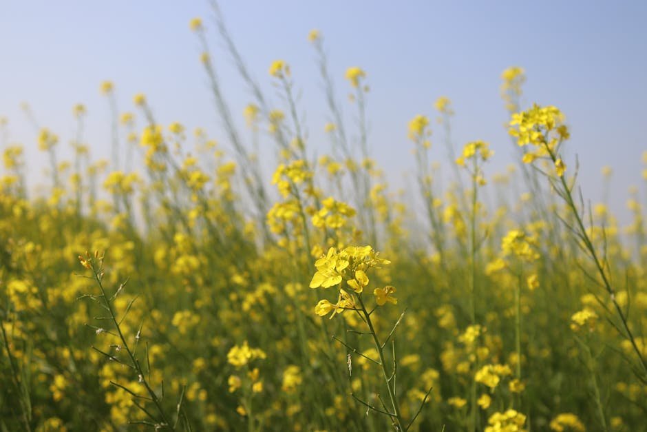 NMOOP NMEO-Oilseeds