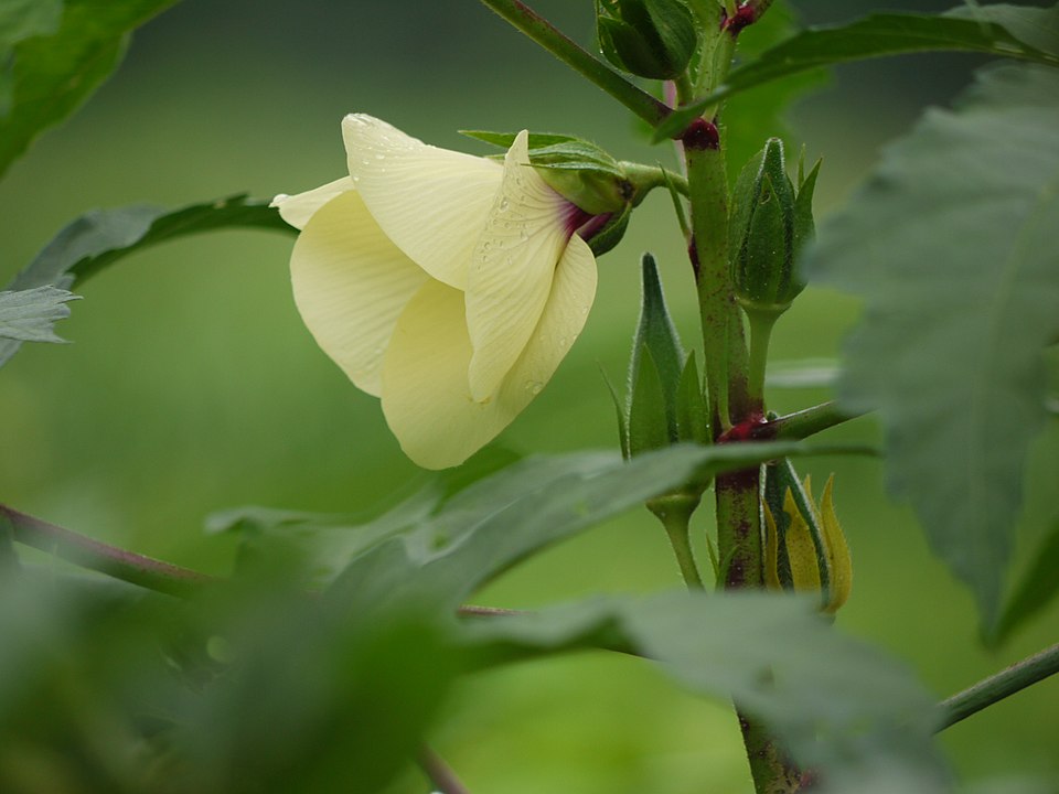 Okra / Bhindi (Abelmoschus esculentus)