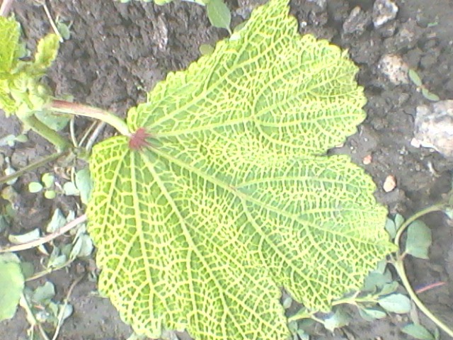 Yellow Vein Mosaic Virus (YVMV) in okra