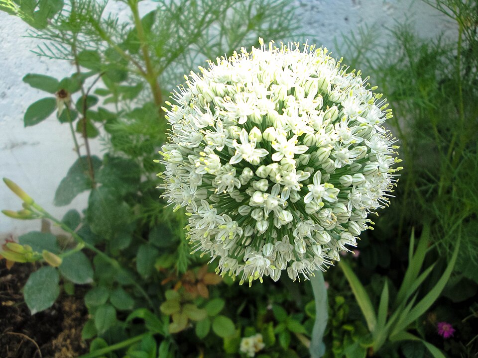 Onion (Allium cepa)