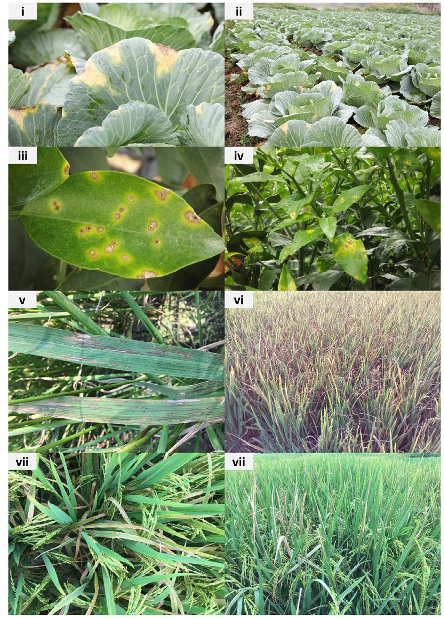 Bacterial leaf blight in paddy (Xanthomonas oryzae pv. oryzae)