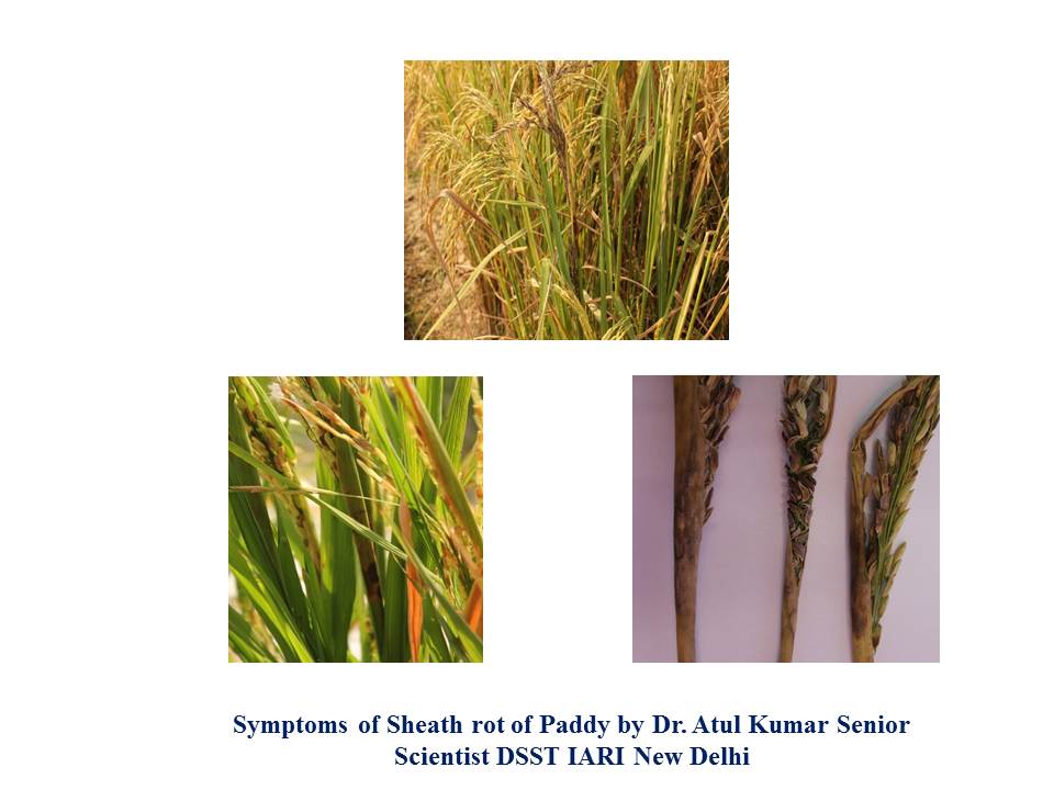 Paddy stem rot / sheath rot (Sclerotium / Sarocladium)