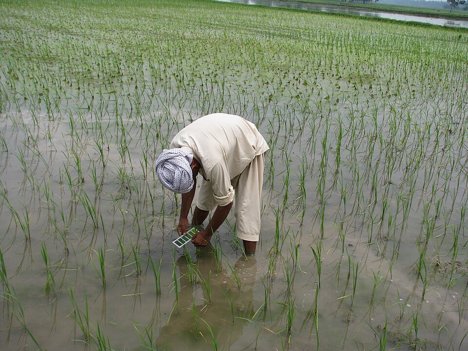 Paddy third-dose fertilizer (pre-panicle initiation)