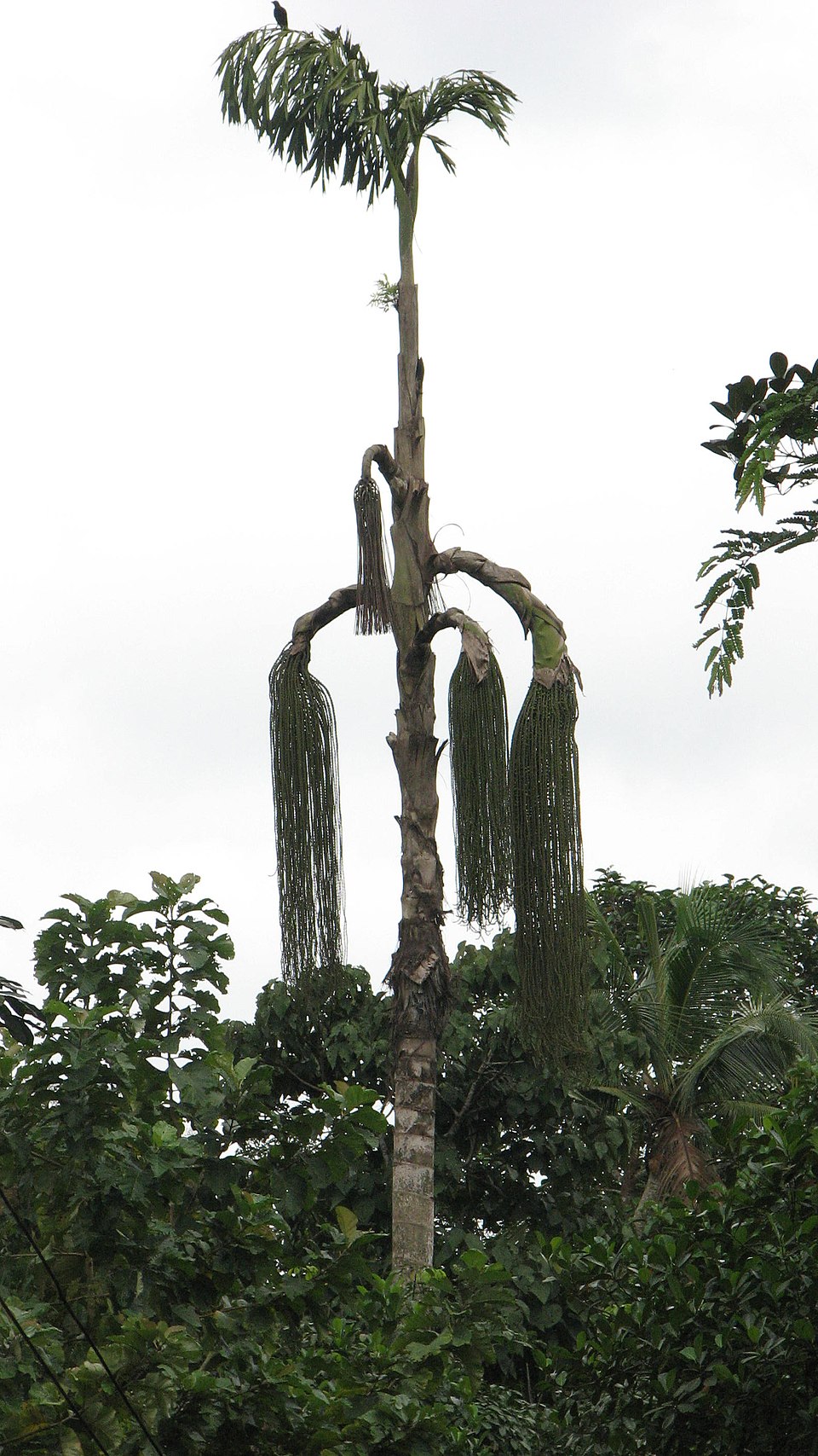 Palm Jaggery (Taati Bellam / Eata Bellam)