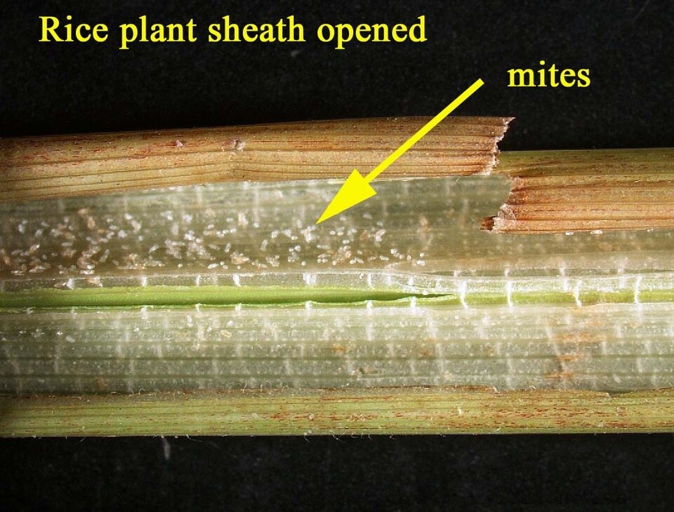 Panicle mite (kanki nalli) in paddy