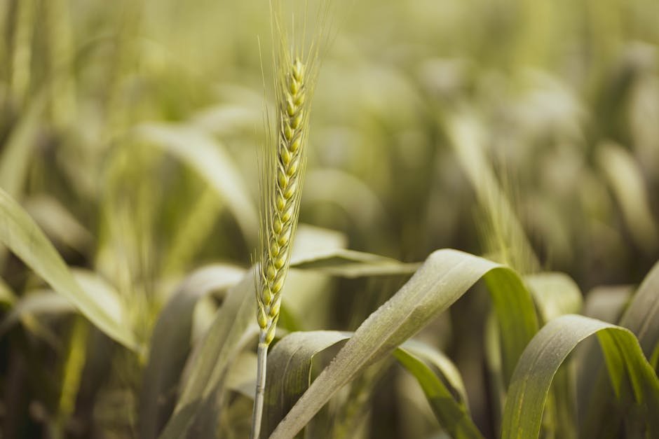 PBW 725 wheat