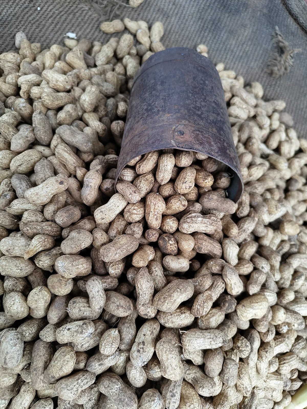 Peanut bud necrosis disease (PBND)