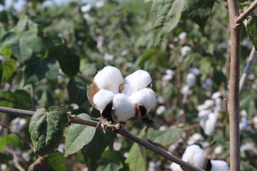 Pendimethalin 38.7% CS pre-emergent herbicide in cotton