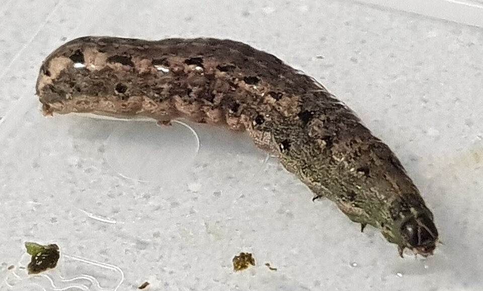 Leaf-eating and fruit-borer caterpillars in chilli