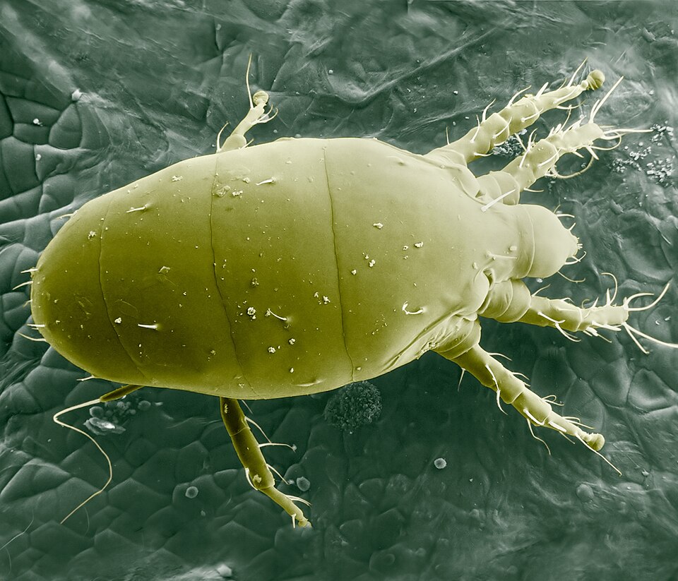 Yellow mite and red mite in chilli