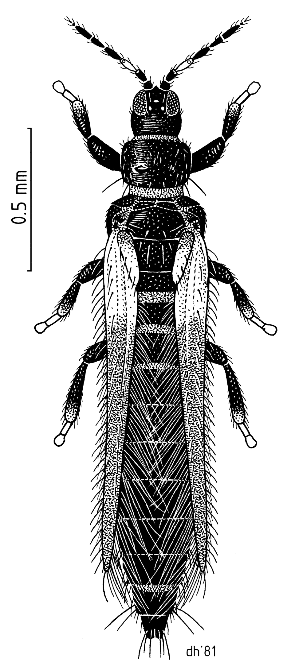Black thrips (Thrips parvispinus) in chilli