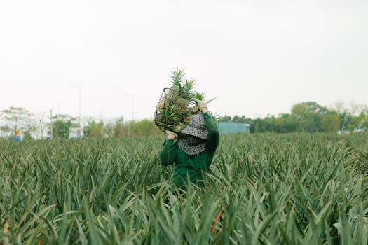Mauritius pineapple