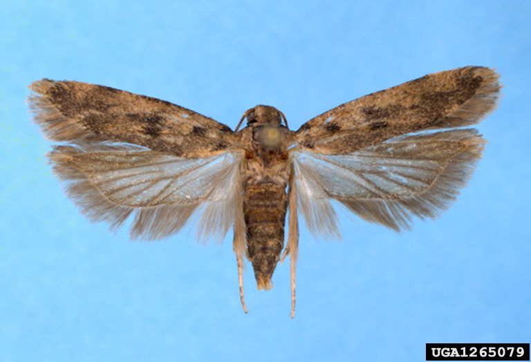 Pink bollworm (Pectinophora gossypiella)