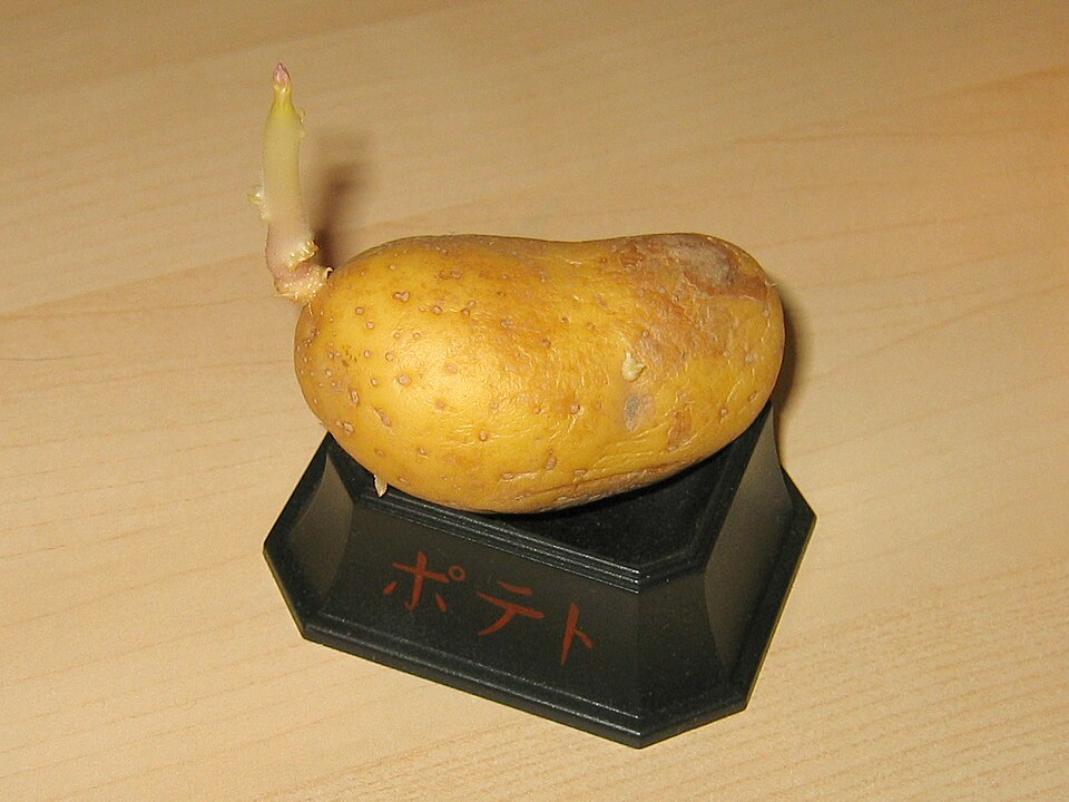 Potato (Solanum tuberosum)