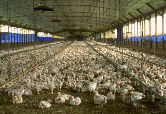 Chick mortality management