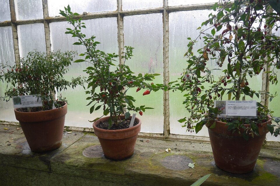 Chilli fertilizer schedule (30-40 d and 100-150 d)