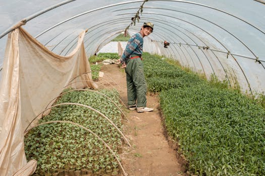 Chilli nursery and raised-bed seedling production