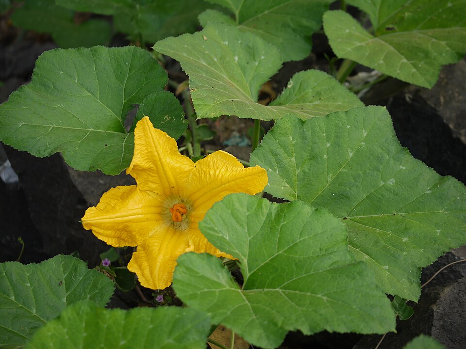 Pumpkin (Cucurbita moschata) / Gummadi