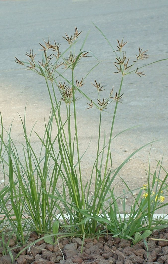 Purple nutsedge (Cyperus rotundus / tunga)
