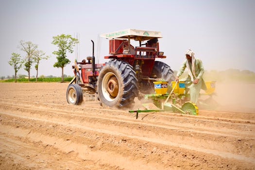 Raised-bed (bodelu) groundnut sowing