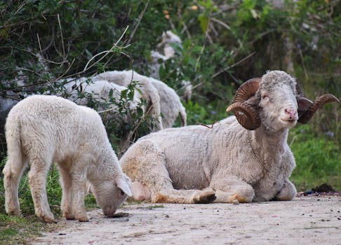 Ram lamb fattening for Bakrid market