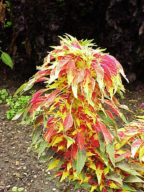 Red amaranth (Amaranthus tricolor) / Erra Thotakura