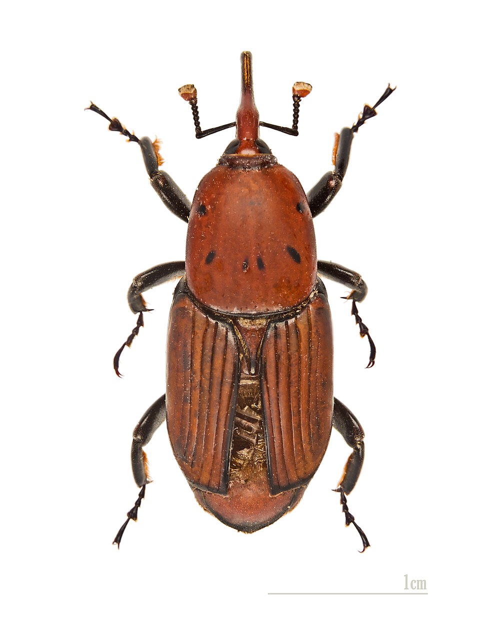 Red palm weevil