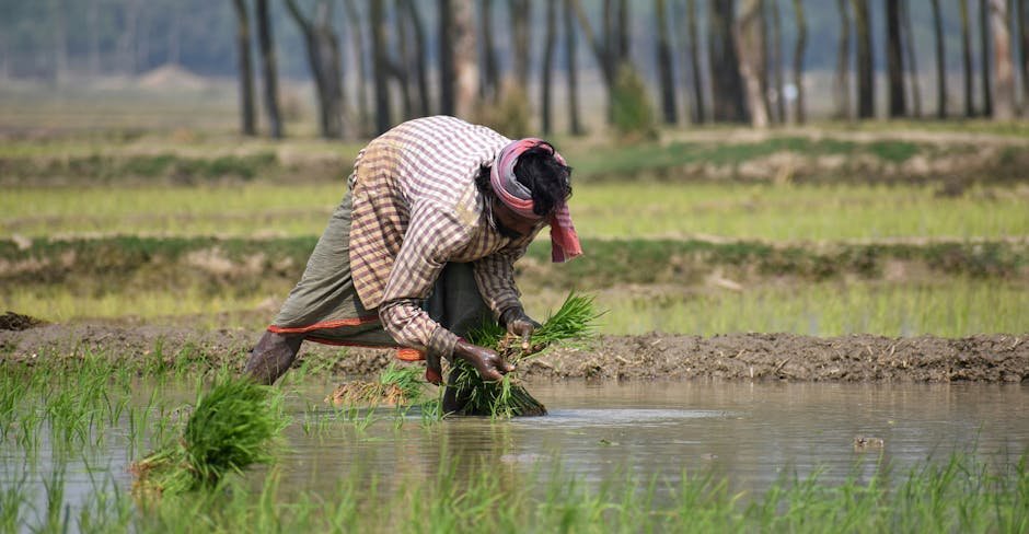 Redgram pigeonpea crop overview