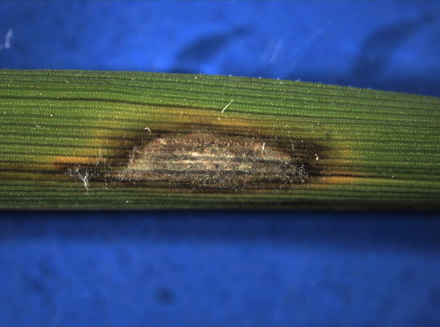 Rice blast (leaf and neck blast / medavirupu, manipandu)