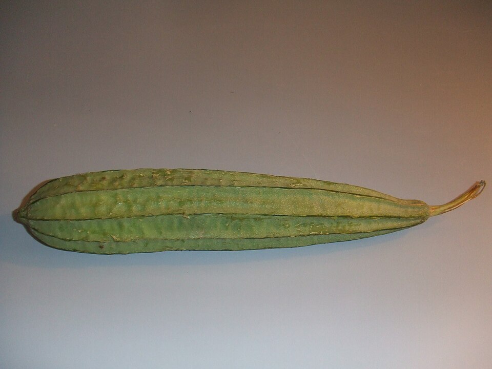 Ridge gourd (Luffa acutangula) / Beera