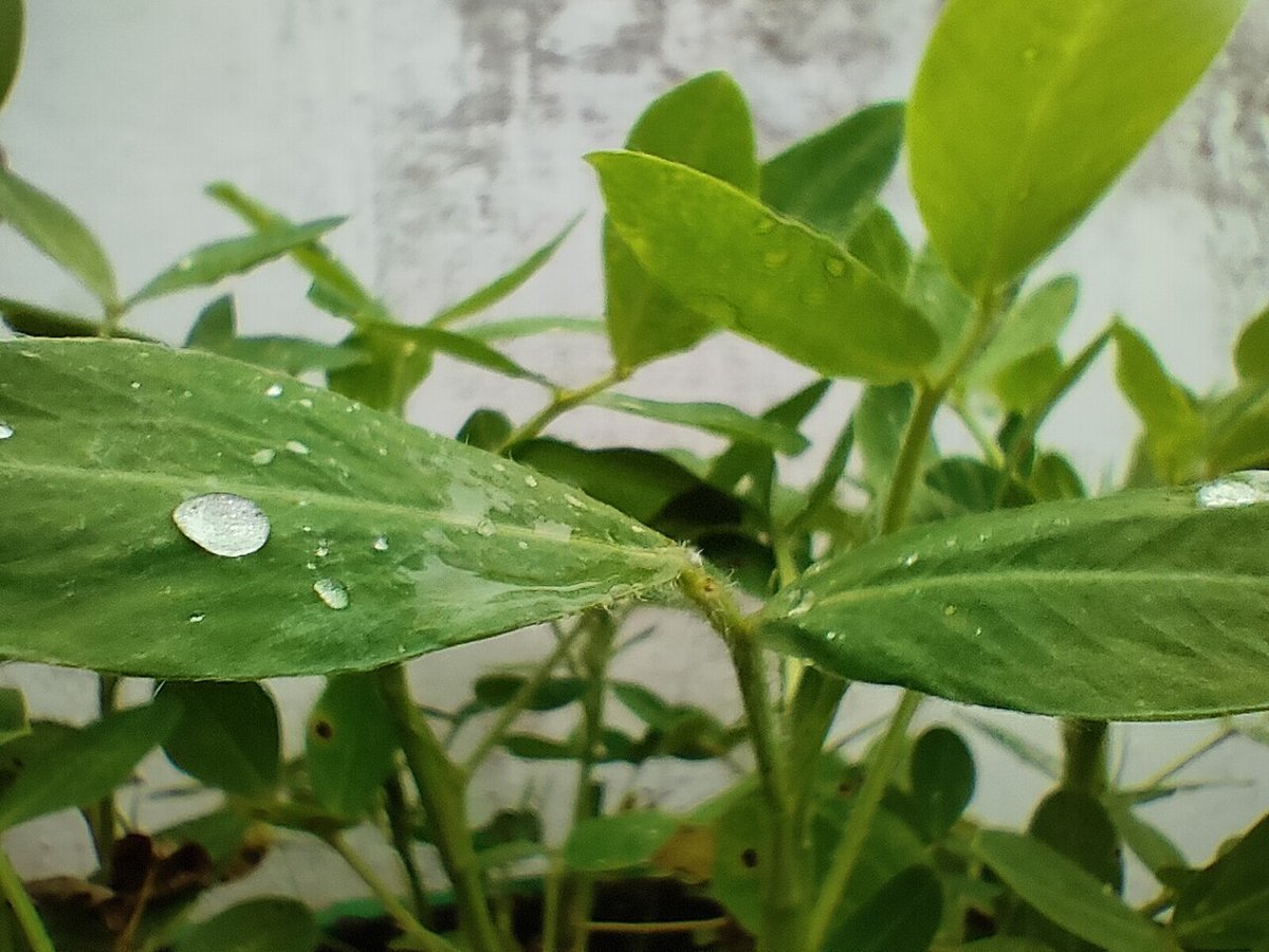 Root-knot nematode in groundnut (Meloidogyne arenaria)