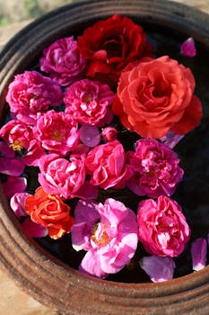 Rose petal solar drying for gulkand and rose water