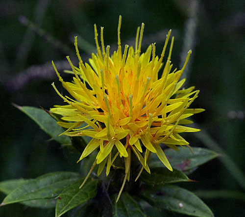 Safflower (Carthamus tinctorius)