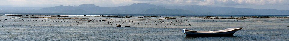 Seaweed extract (Ascophyllum/Kappaphycus)