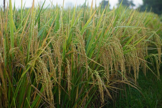 Seaweed extract (Sagarika / Cevid / Seaweed-98) in paddy