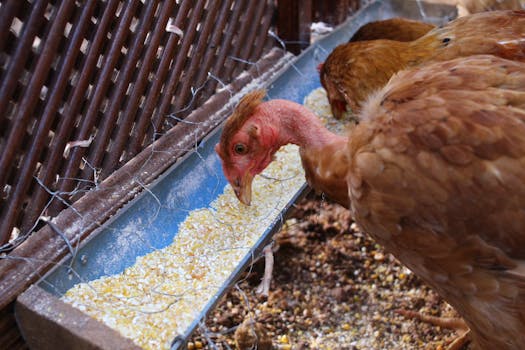 On-farm self-mixed poultry feed