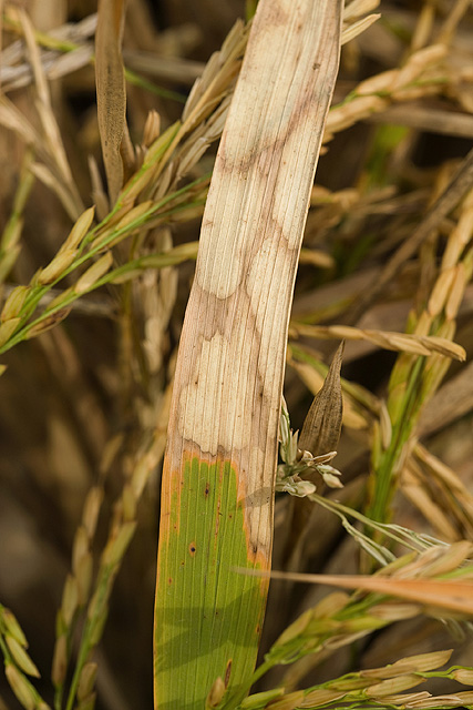 Sheath blight in paddy (poramuripu)