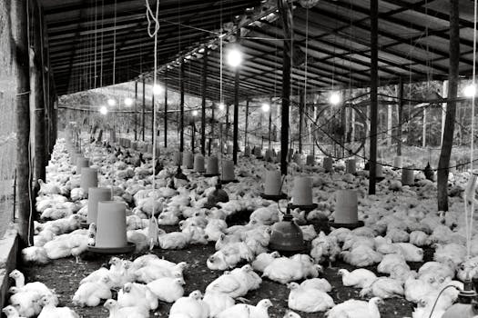 Poultry shed height and ventilation